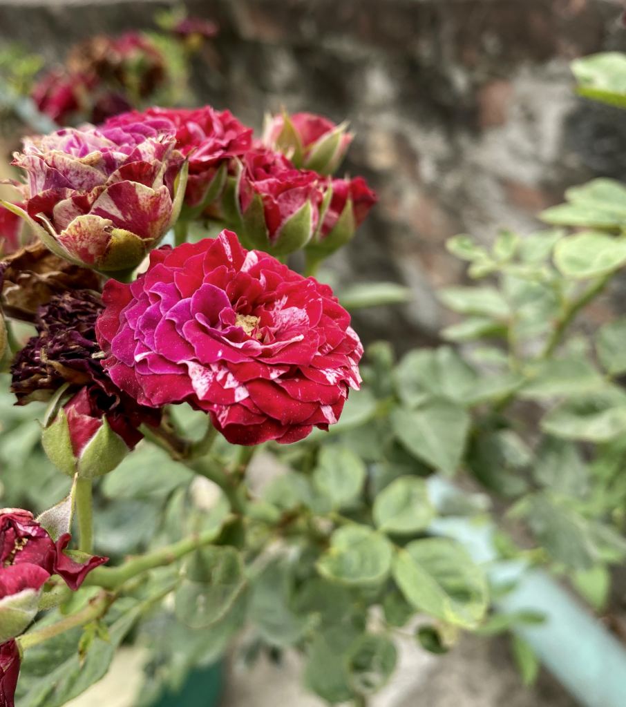 牡丹花高清摄影素材