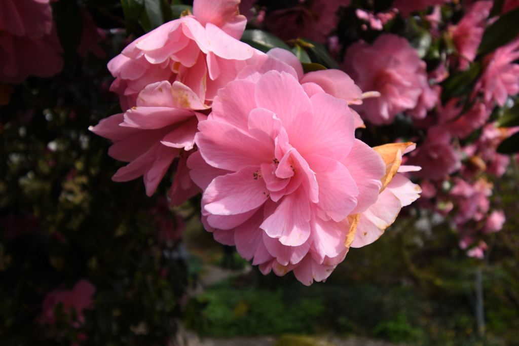 牡丹花高清摄影素材