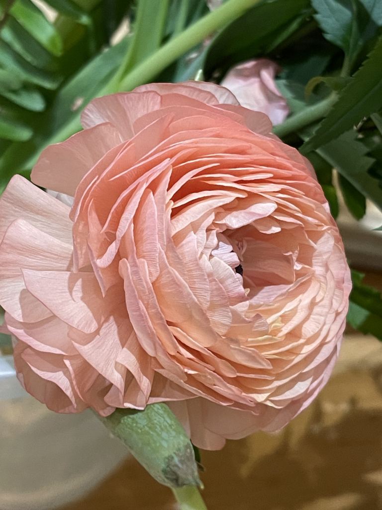 牡丹花高清摄影素材