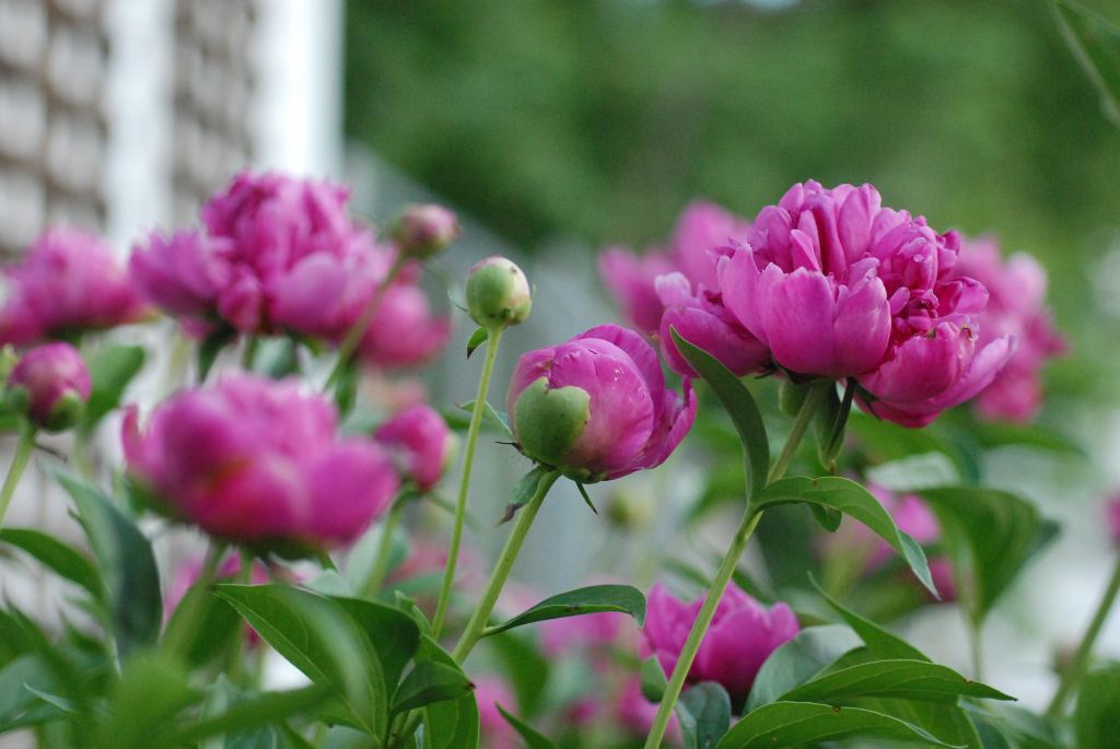 牡丹花高清摄影素材
