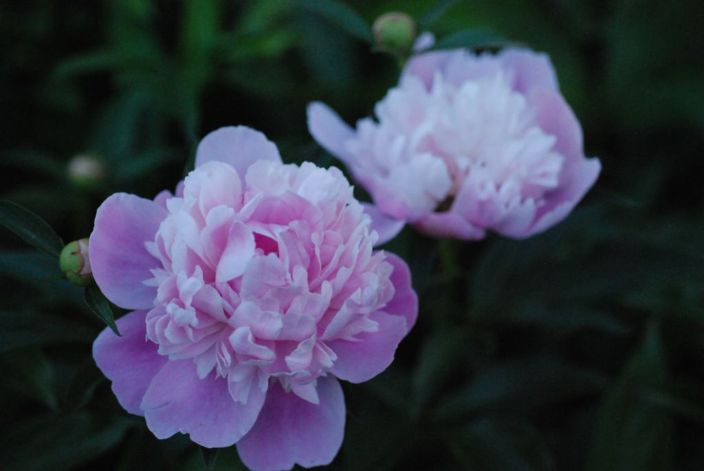 牡丹花高清摄影素材