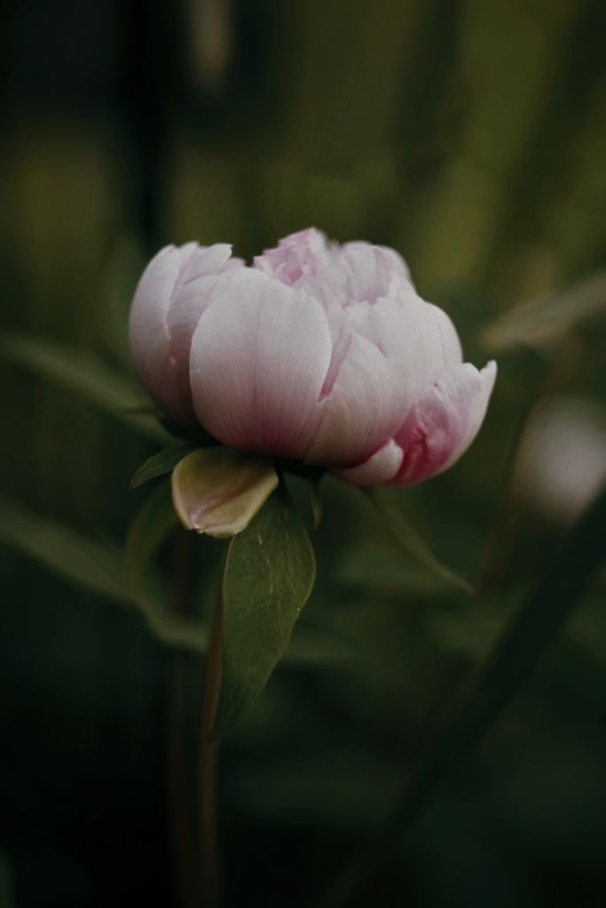 牡丹花高清摄影素材