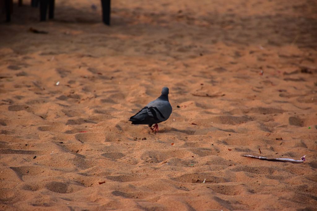 鸽子高清摄影素材
