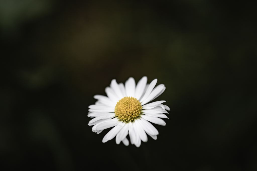 雏菊高清摄影素材