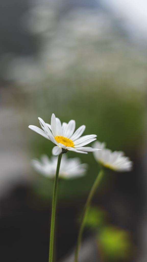 雏菊高清摄影素材