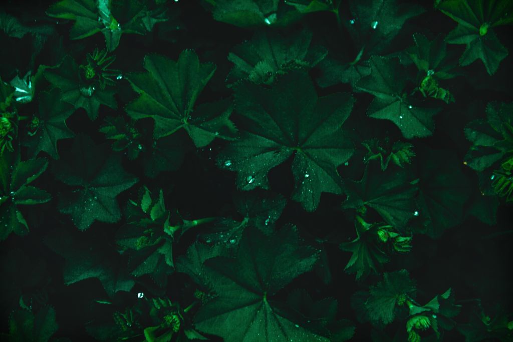 森林高清摄影素材