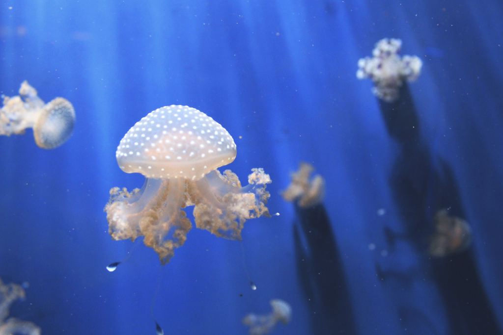 海洋高清摄影素材图