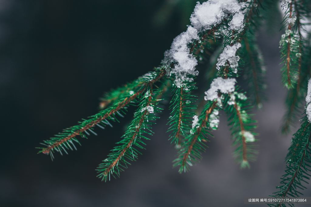 松树冬季雪景山林高清素材图片