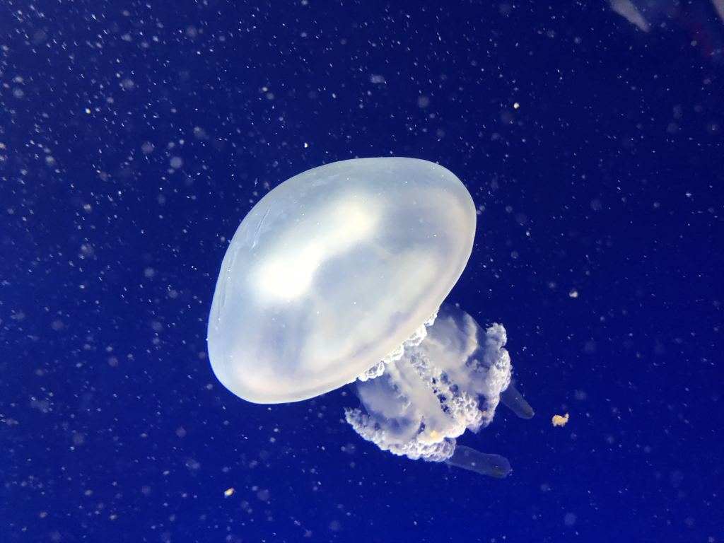 水母高清图片素材
