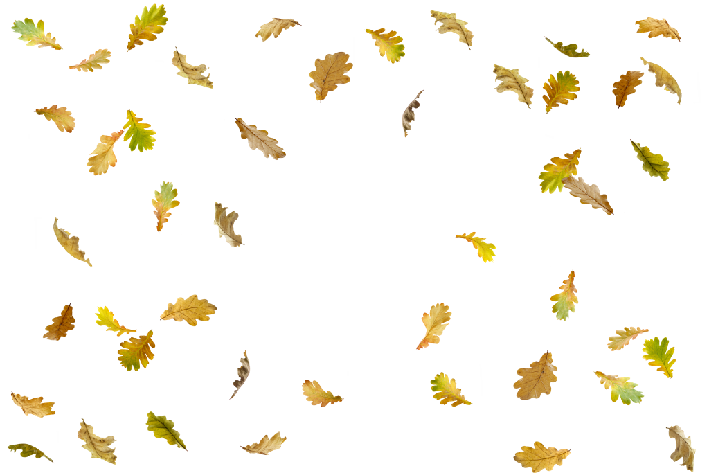 秋季落叶枫叶免抠元素