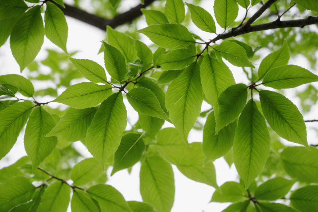 绿色树叶自然植物背景图