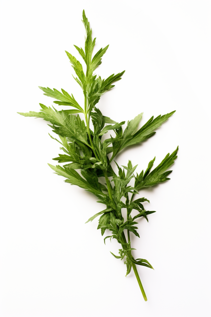 药用植物冰台植物图片摄影图