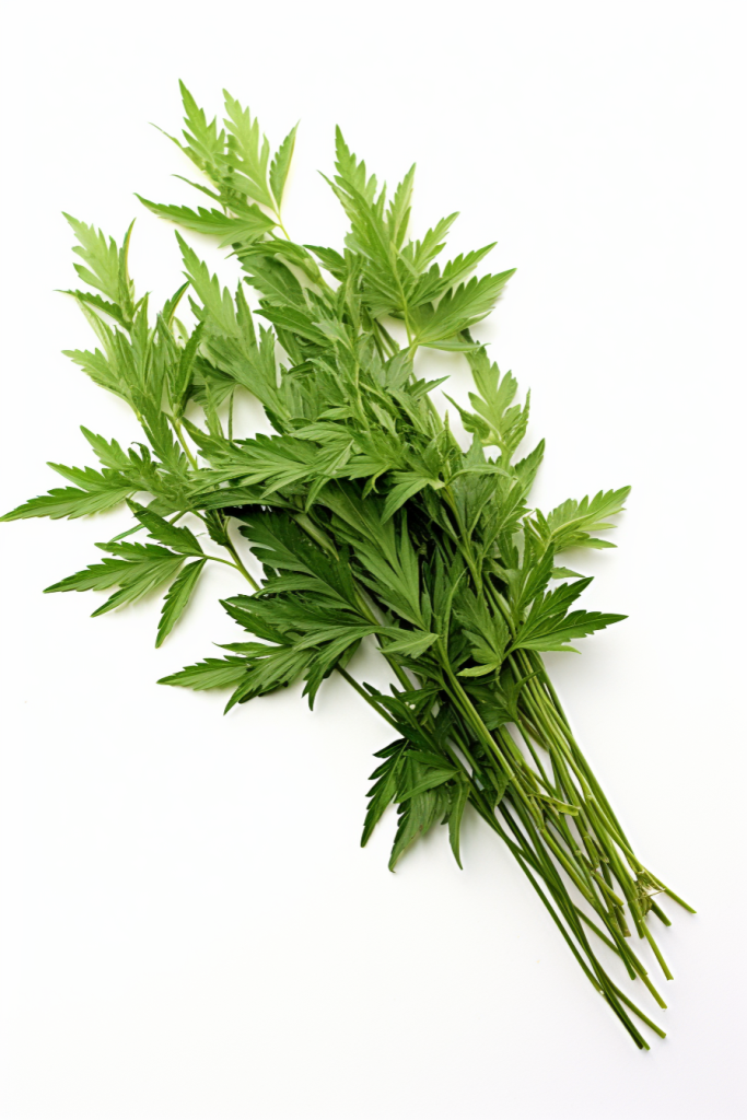 药用植物冰台植物图片摄影图