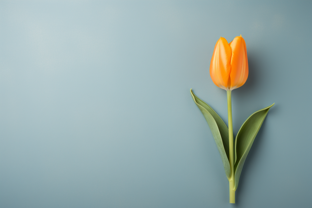 植物花卉花瓣花草类郁金香图片摄影图