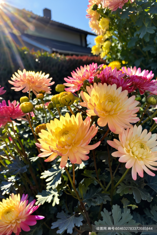 花瓣鲜花绿植菊花花朵摄影图图片