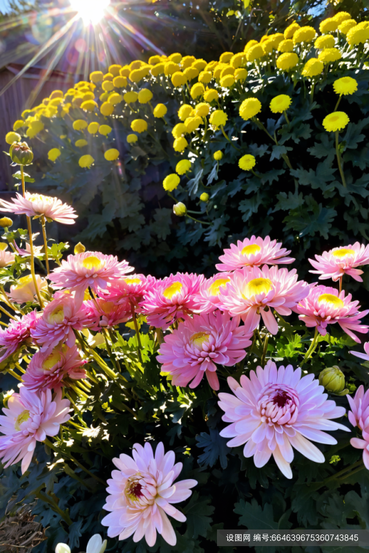 花卉盛开秋菊菊花花朵摄影图图片