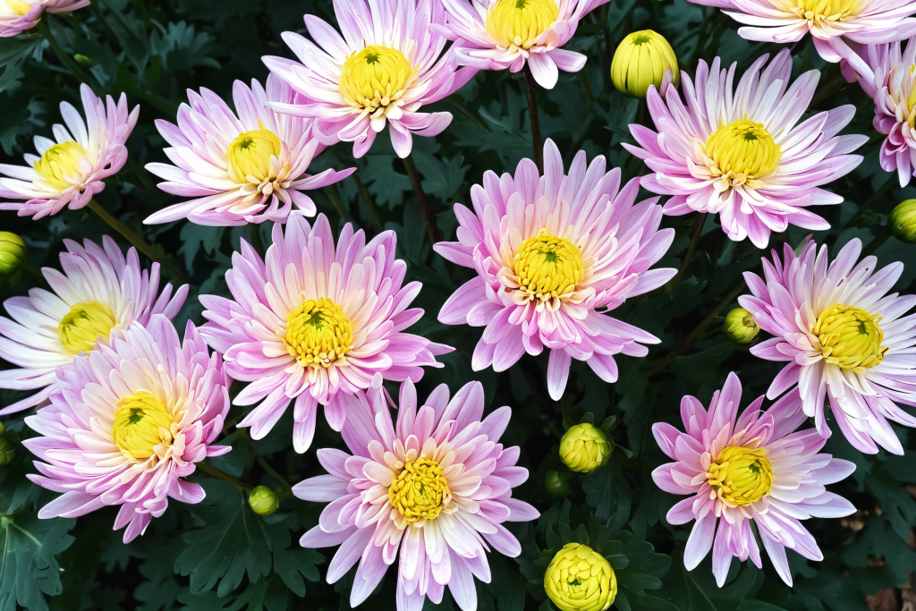 花束菊花花朵摄影图图片