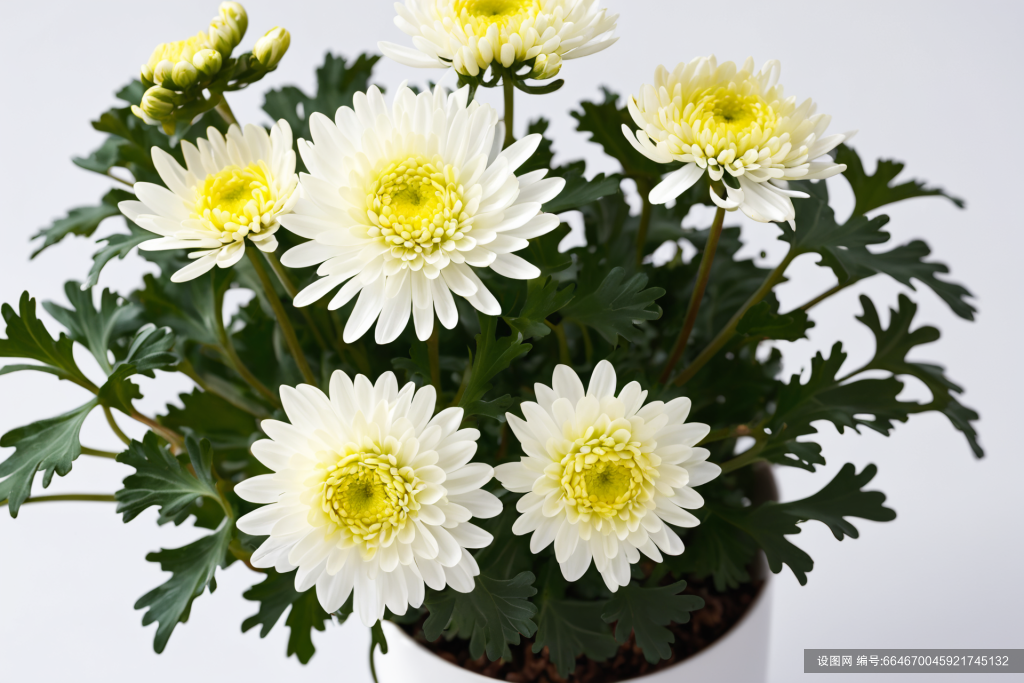 菊花绿植盛开花卉菊花花朵摄影图图片