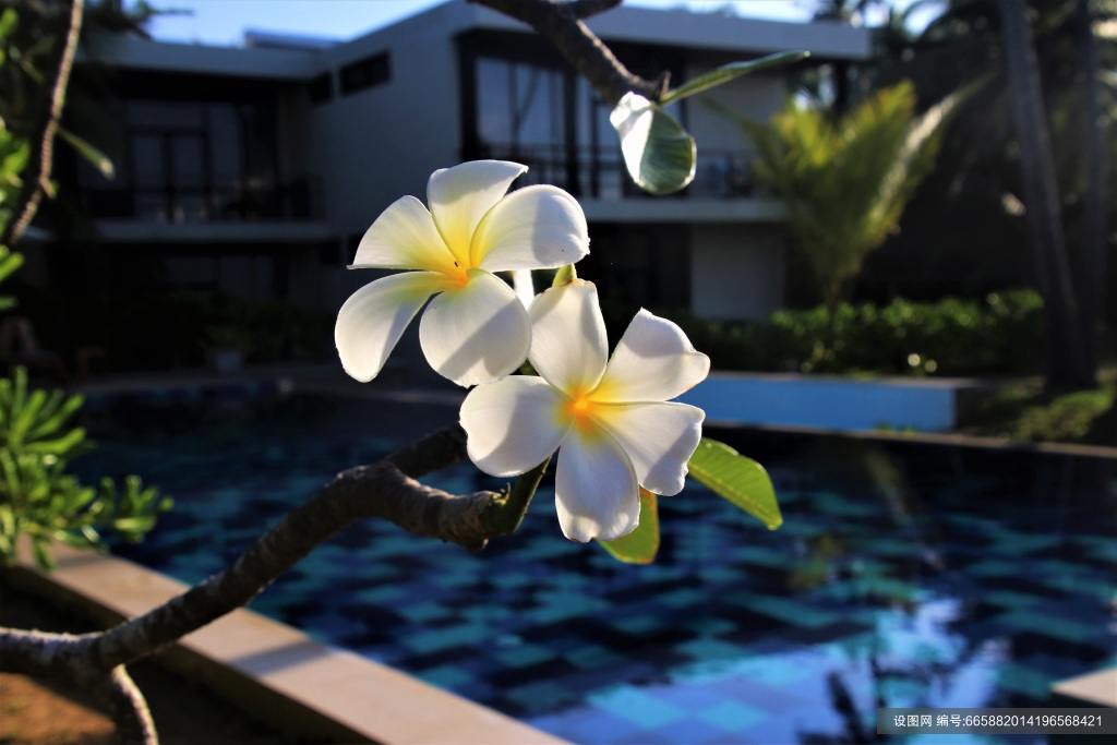 鸡蛋花花卉设计图片素材