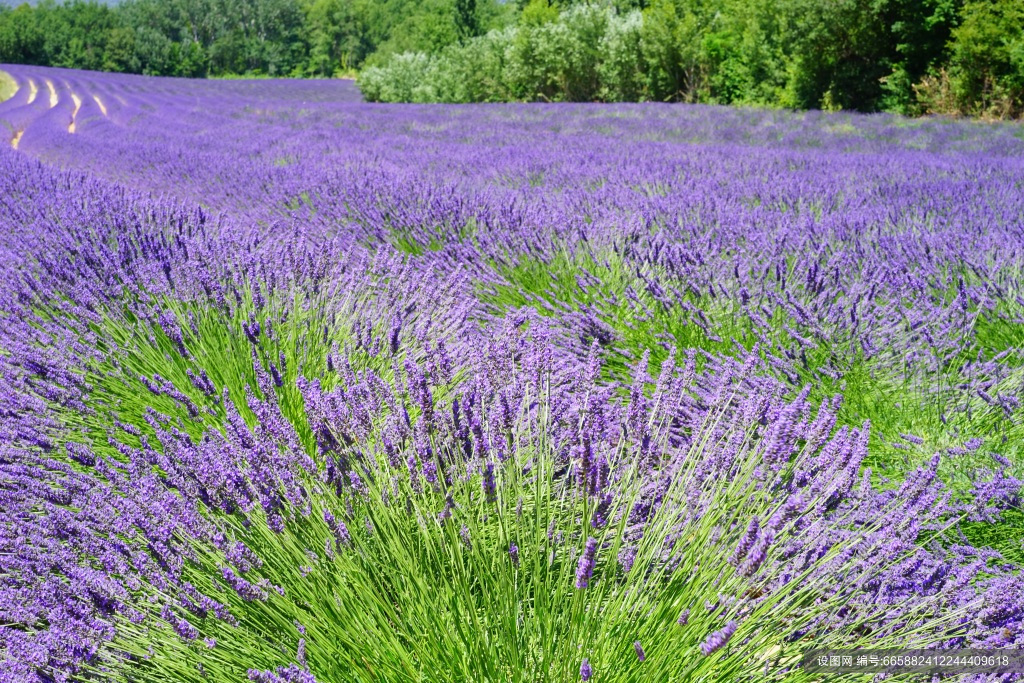 薰衣草植物花卉素材