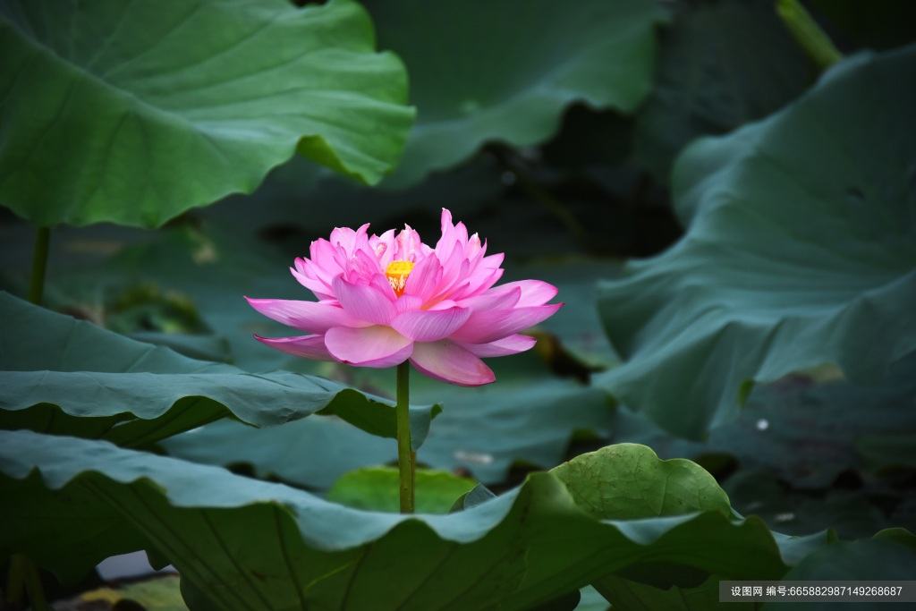 荷花花卉设计图片素材