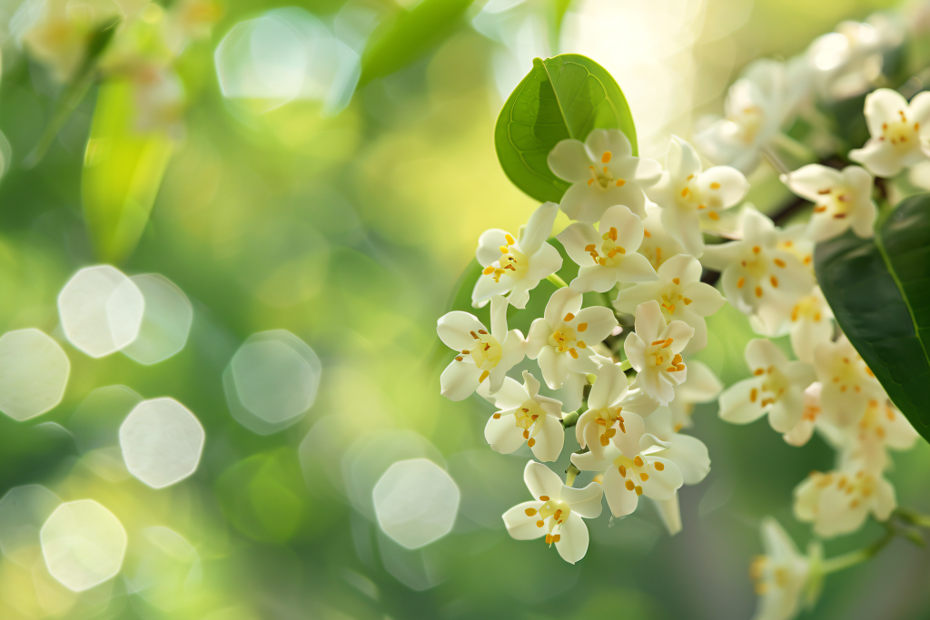 桂花树秋日植物桂花图片摄影图