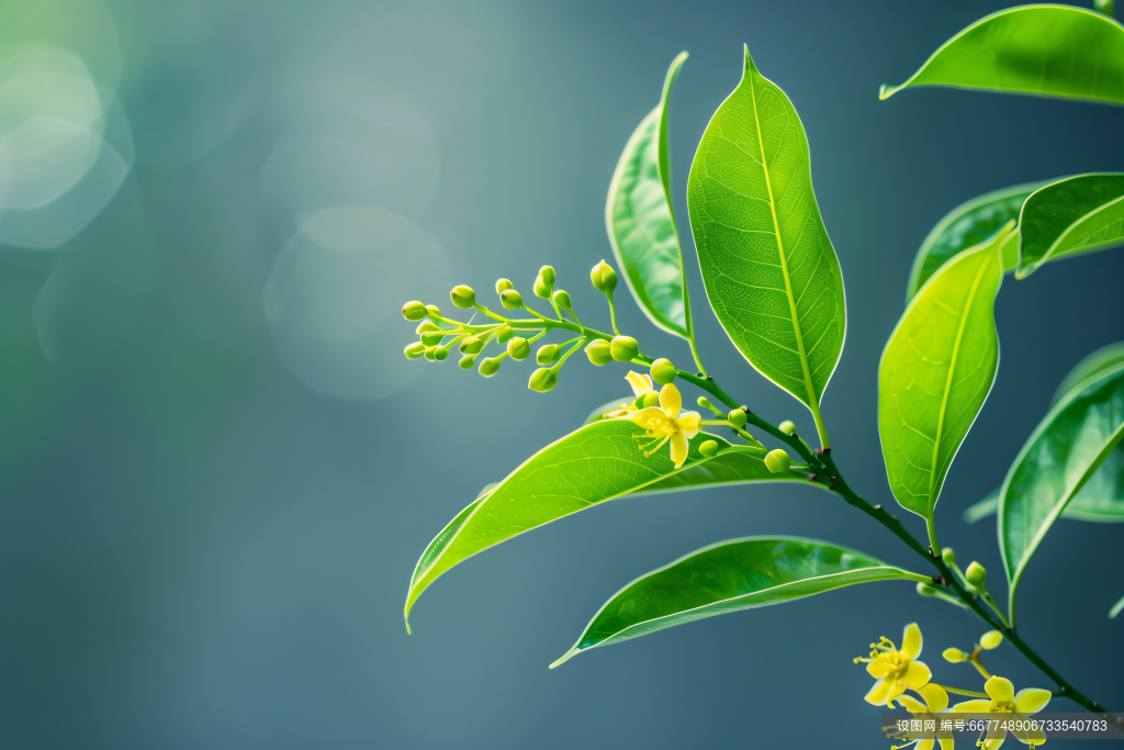 秋季桂花树秋日金桂植物桂花图片摄影图