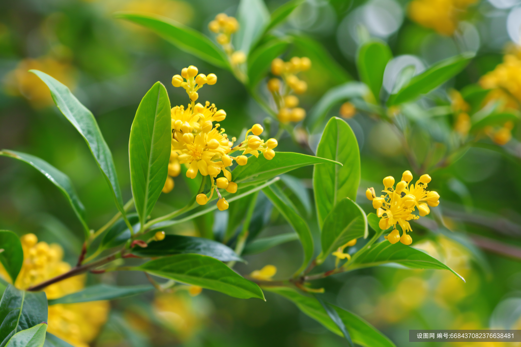 金秋花卉秋日植物桂花图片摄影图