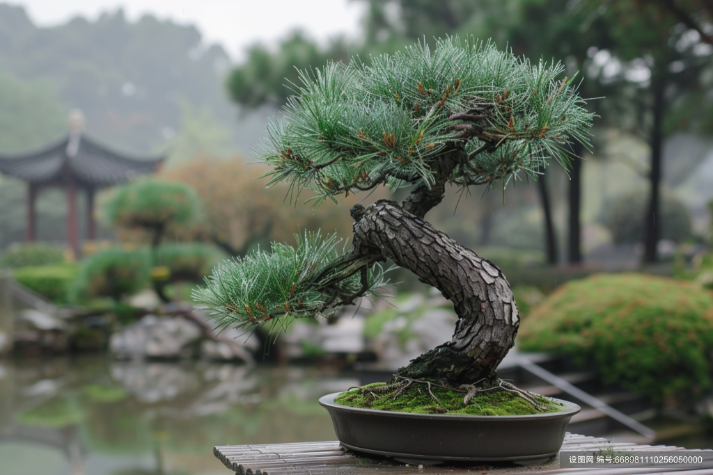 松树盆景高清图片