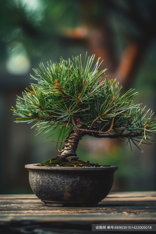 黑松盆栽植物高清图片