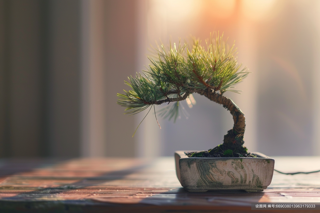 松树造型盆栽植物高清图片