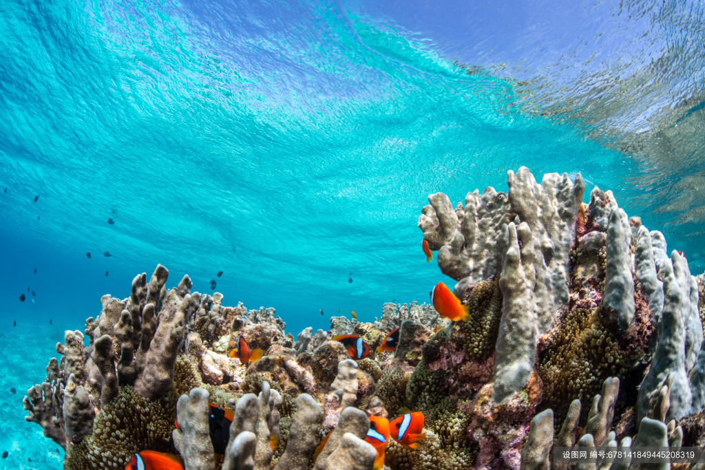 海洋生物高清图片素材