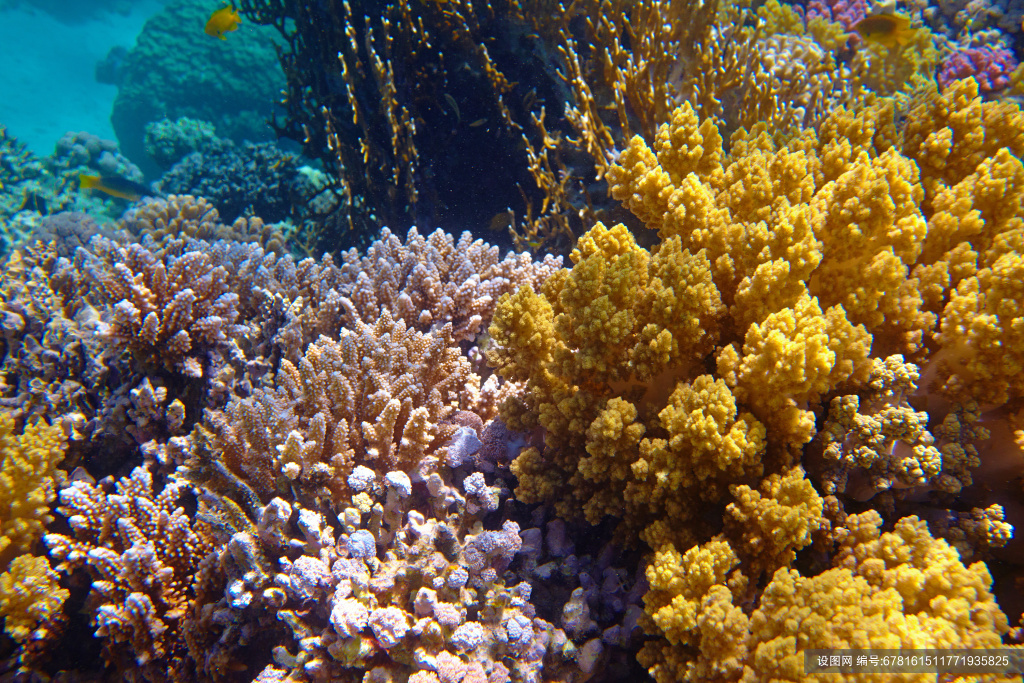 海底生物高清设计图片