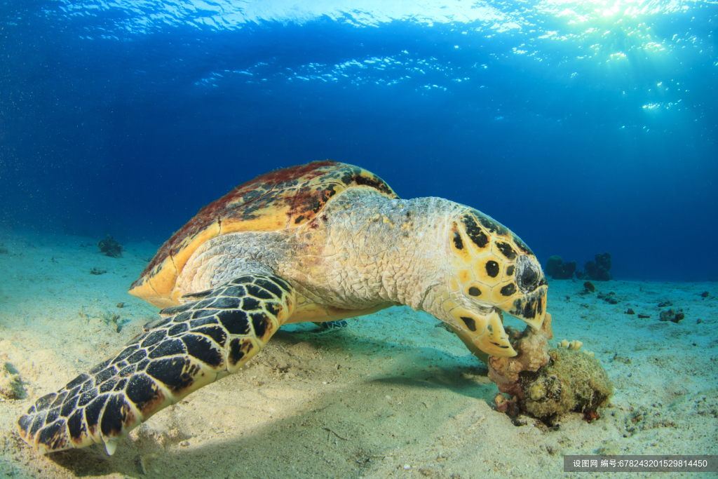 海底生物鱼类图片素材