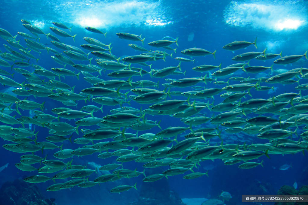 海底生物鱼类图片素材