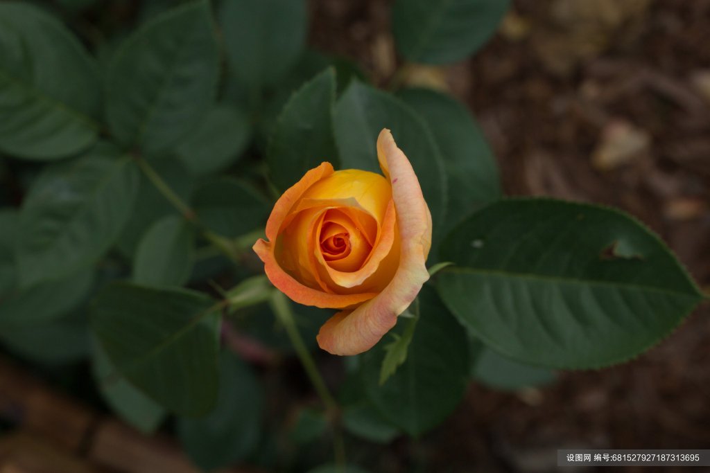 月季花朵图片素材