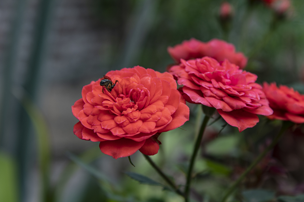 月季花高清图片设计素材