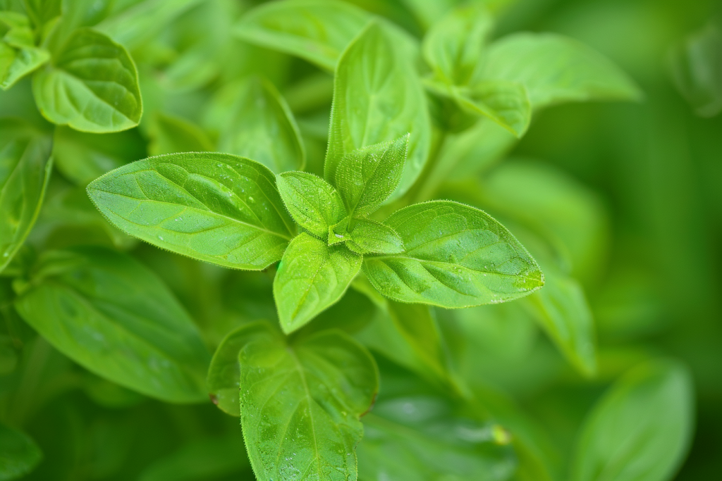 天然绿色常见中医草药