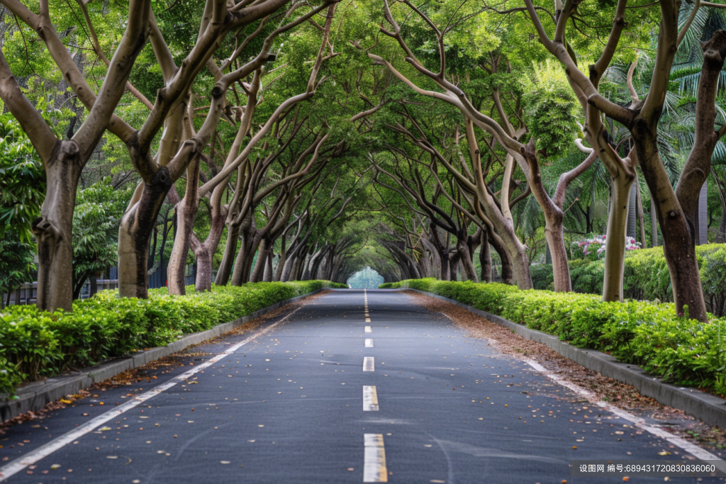 林间森林道路自然风景图片