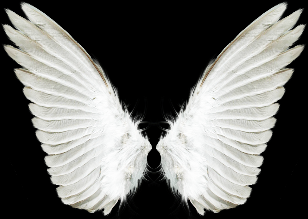 各类翅膀设计展示图