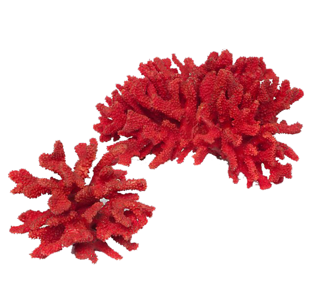 珊瑚元素免抠素材png