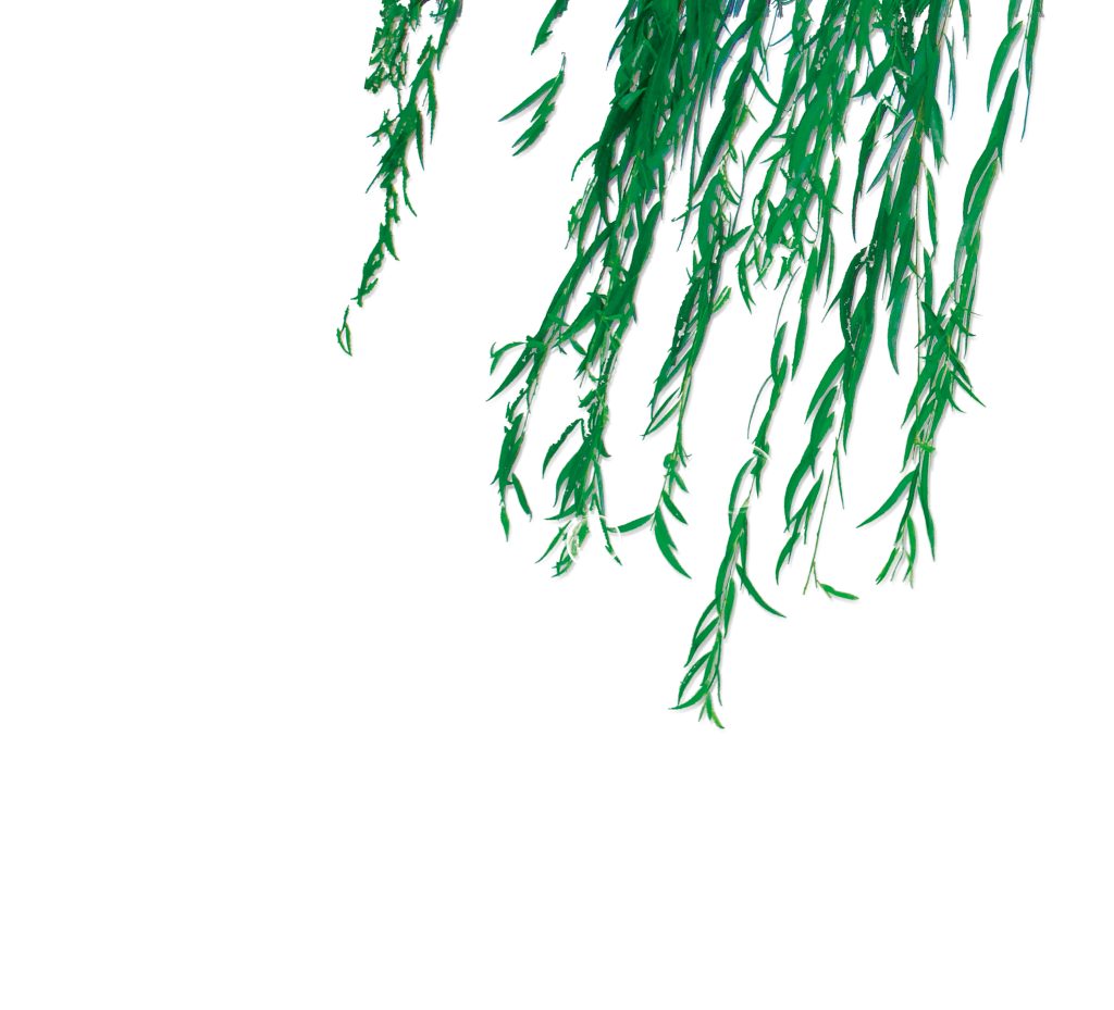 中国风柳树柳条春天春季元素免抠素材