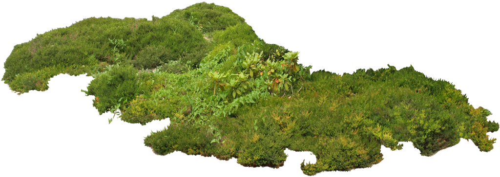 植物绿植绿化带草丛素材