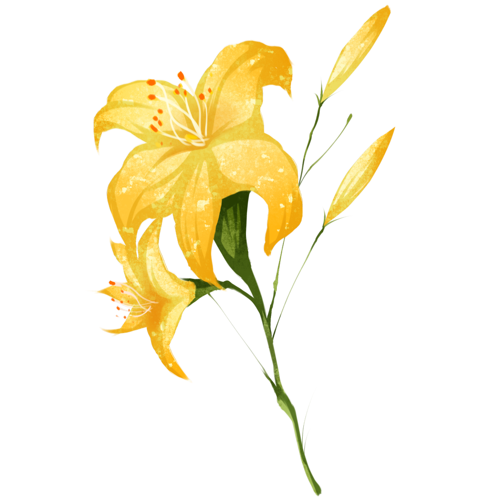 百合百合花手绘花卉免抠素材