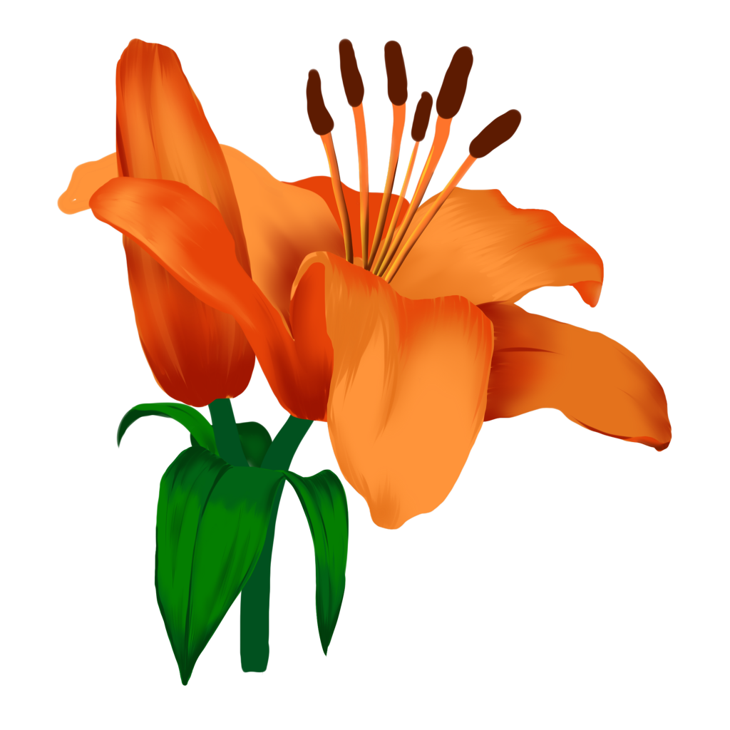 百合百合花手绘花卉免抠素材