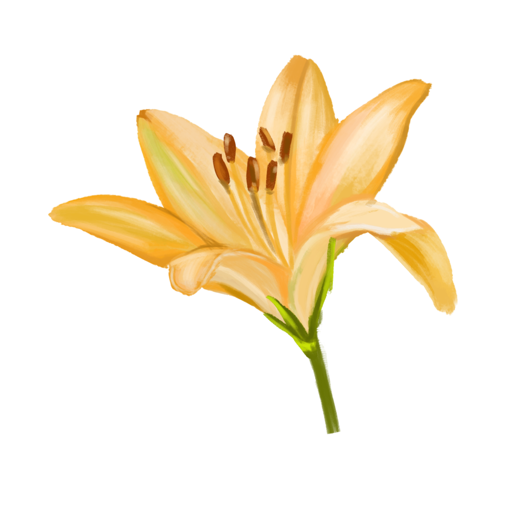 百合百合花手绘花卉免抠素材