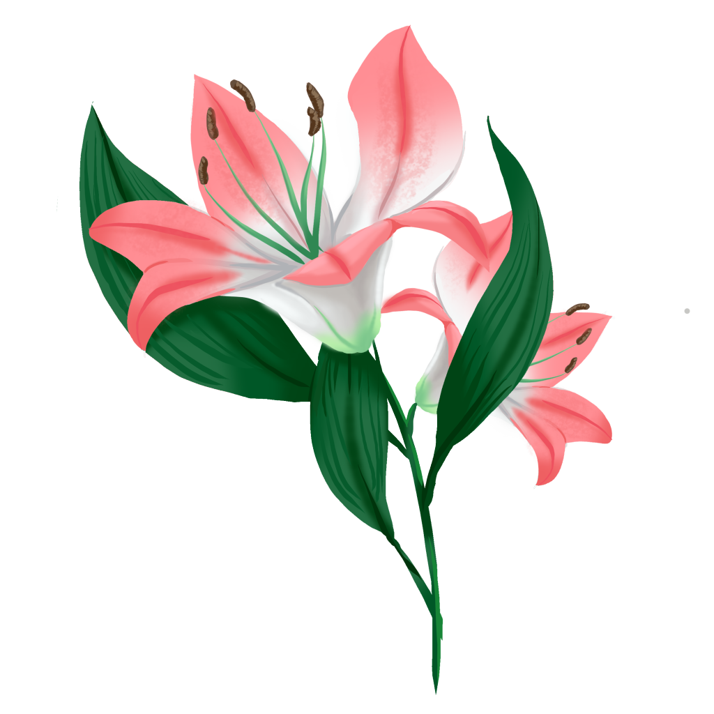 百合百合花手绘花卉免抠素材