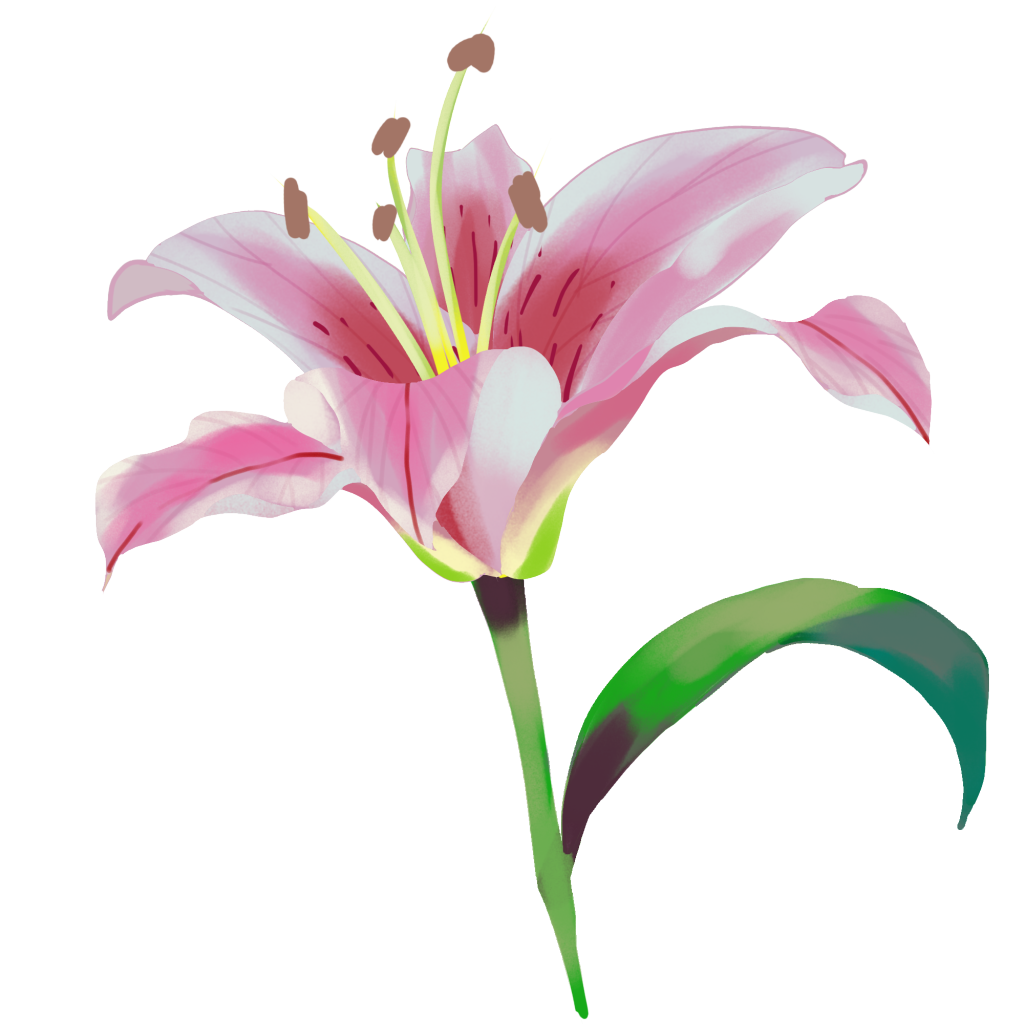 百合百合花手绘花卉免抠素材