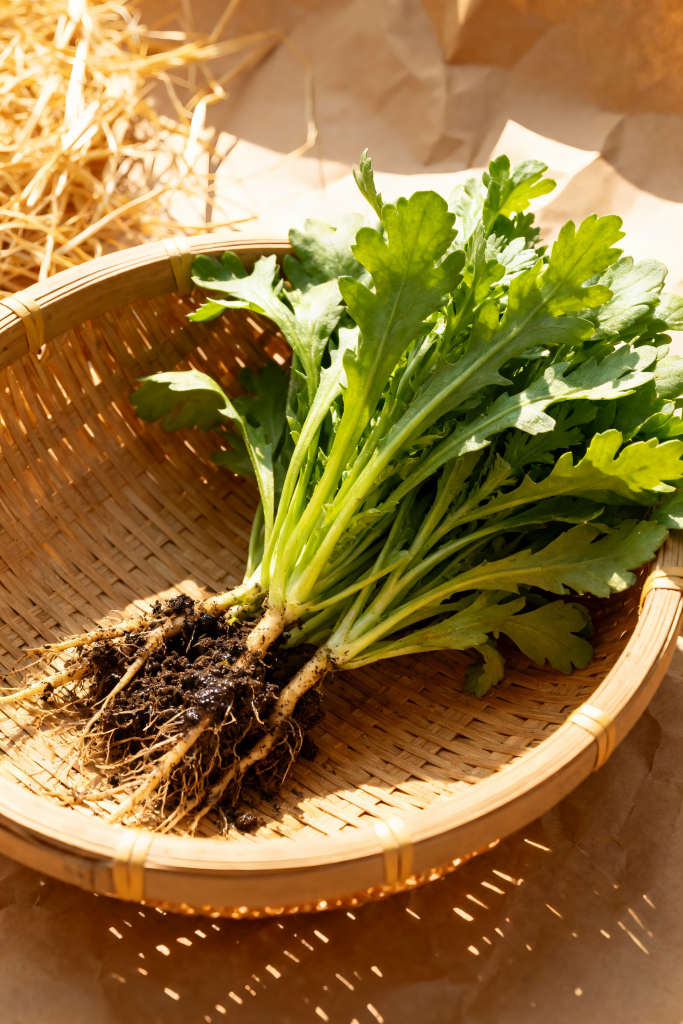 茼蒿青菜蔬菜摄影图