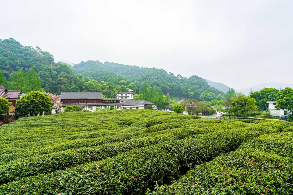 茶园风光图片素材